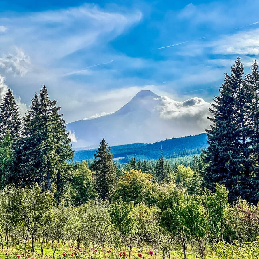 A majestic mountain rises behind a lush landscape of evergreen trees and colorful vegetation under a blue sky.