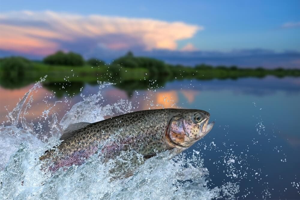 A fish jumping out of water against a colorful sunset sky.