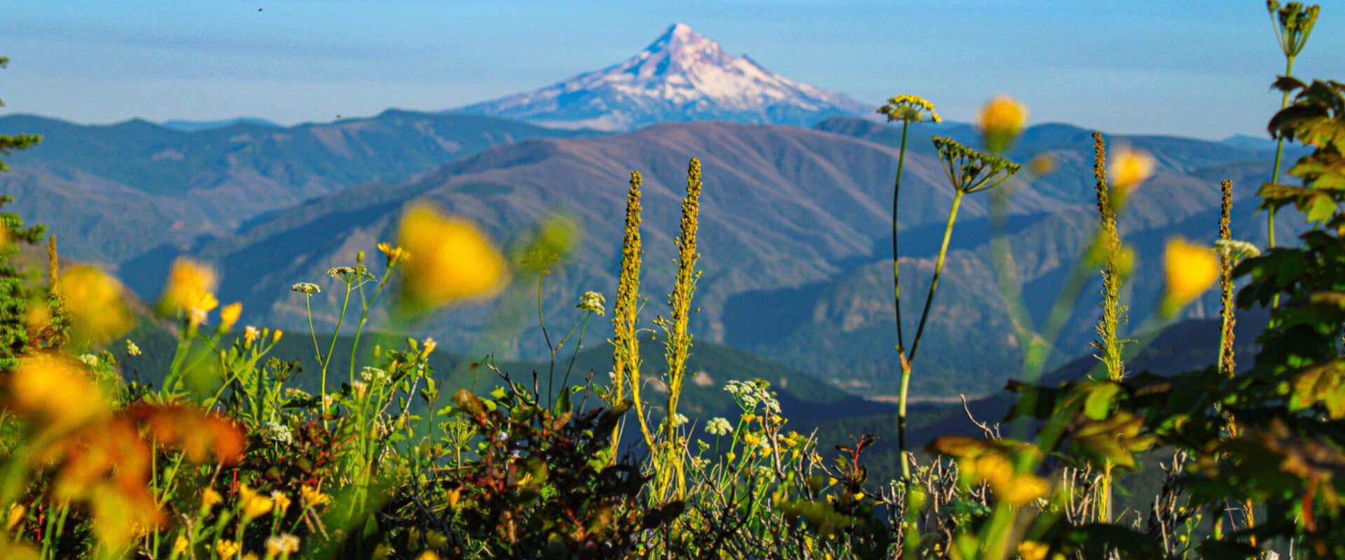 A view of a snow-capped mountain in the distance, framed by vibrant wildflowers in the foreground.