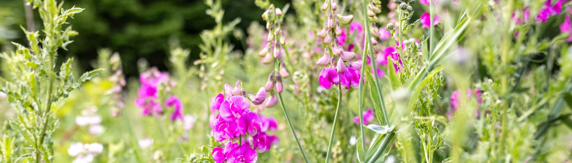 A vibrant field of pink flowers among lush greenery.