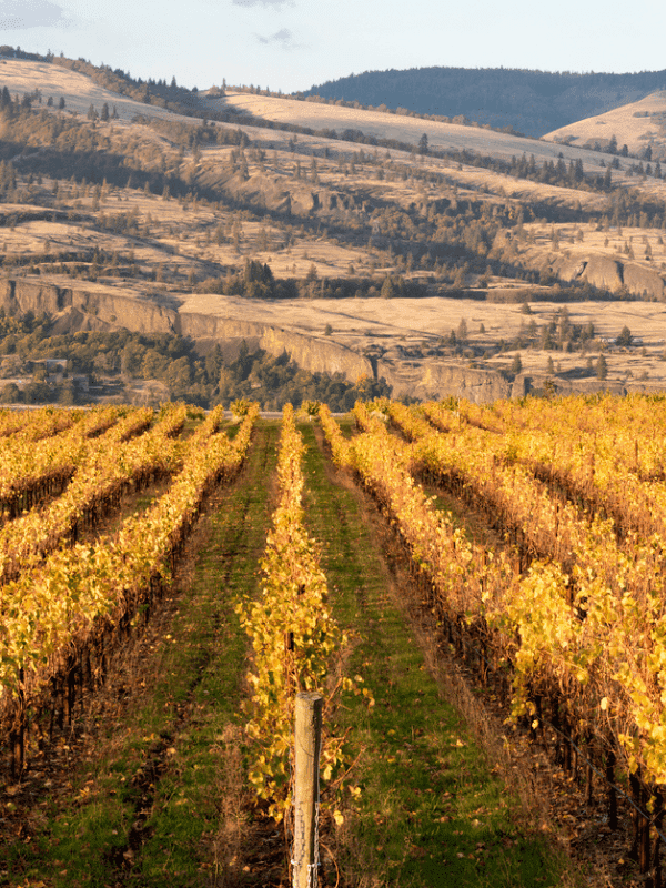 A vineyard with golden grapevines stretches towards rolling hills under a cloudy sky.