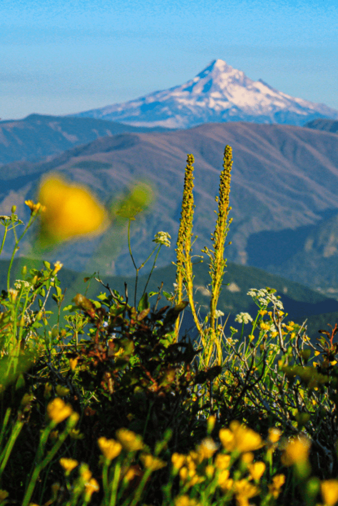 A shot of some beautiful flowers near Three Corner Rock in southern Washington with Mt. Hood and the Columbia gorge as a backdrop.