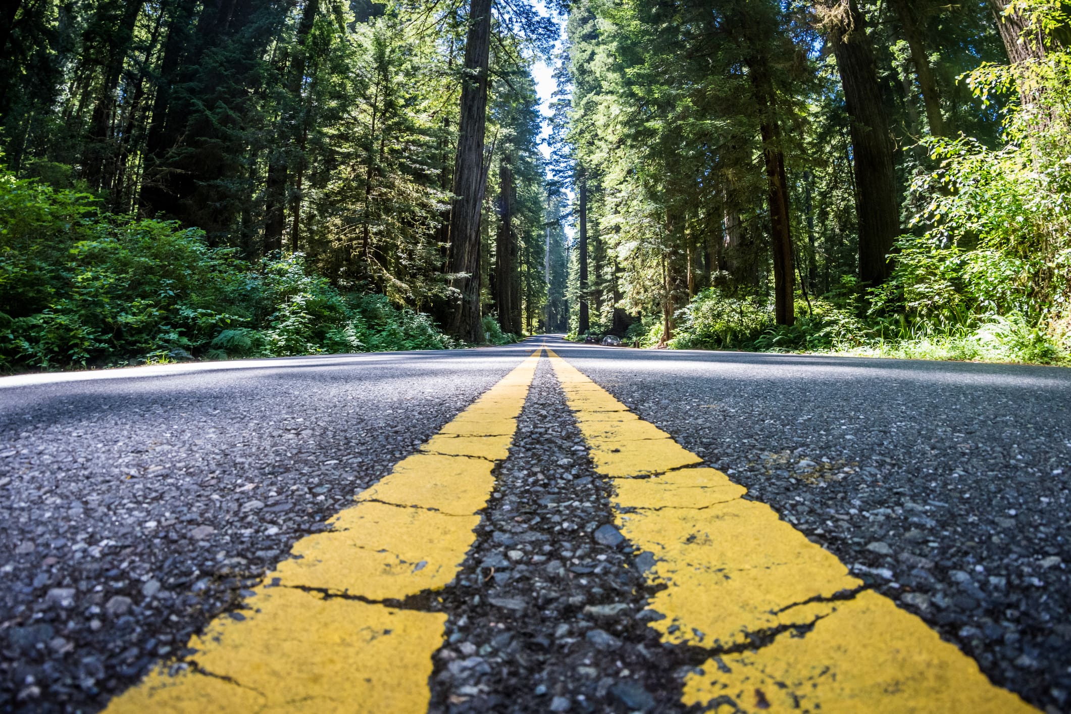 Image of Road surrounded by forest in Washington