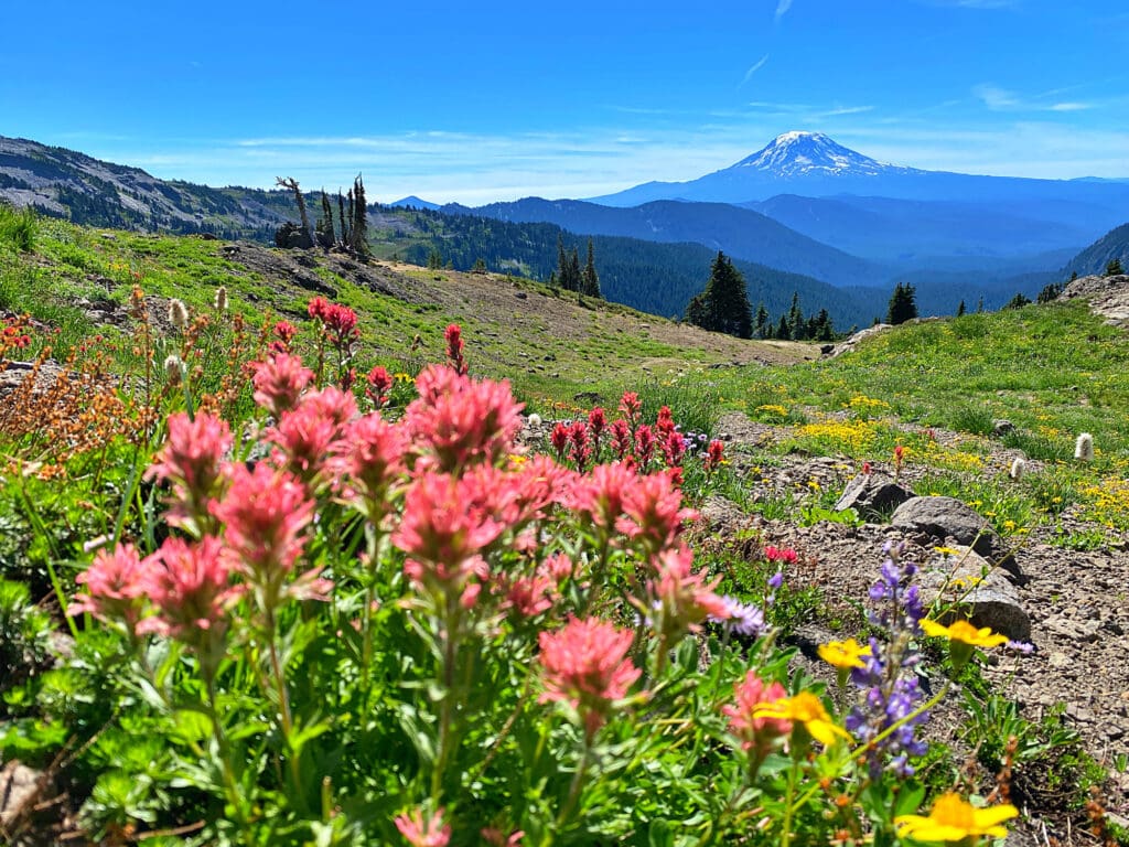 Image of wildflowers on trail in Columbia River Gorge